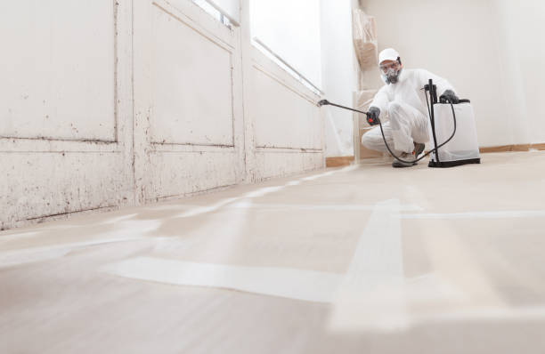 Black mold remediation team in Lyndhurst